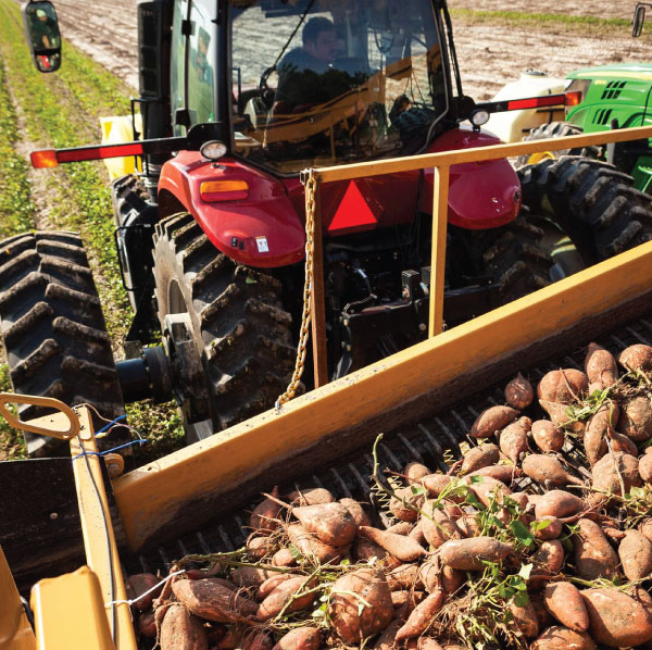 Tractor-Harvesting-Yams Man on tractor collecting yams