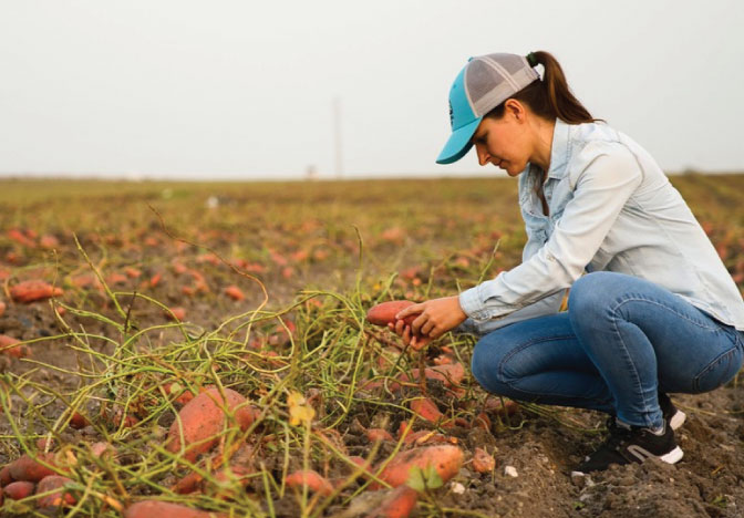 Woman harvesting yams from a field