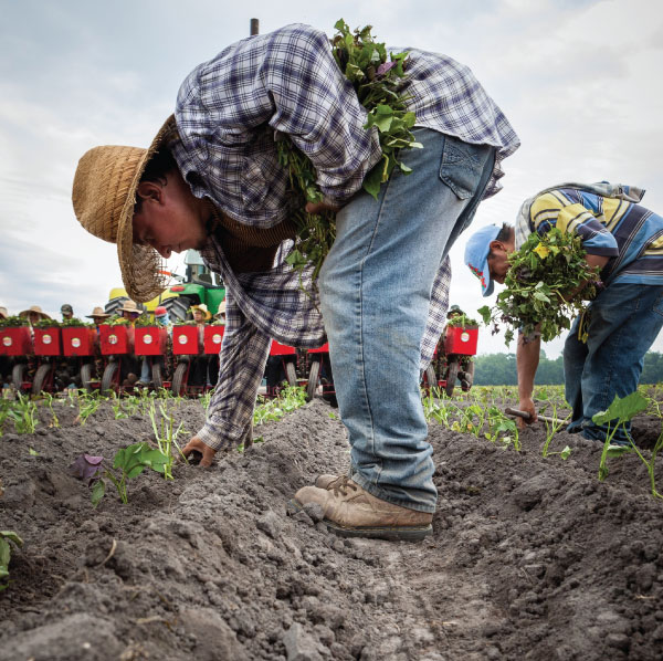 planting-yams Men harvesting yams